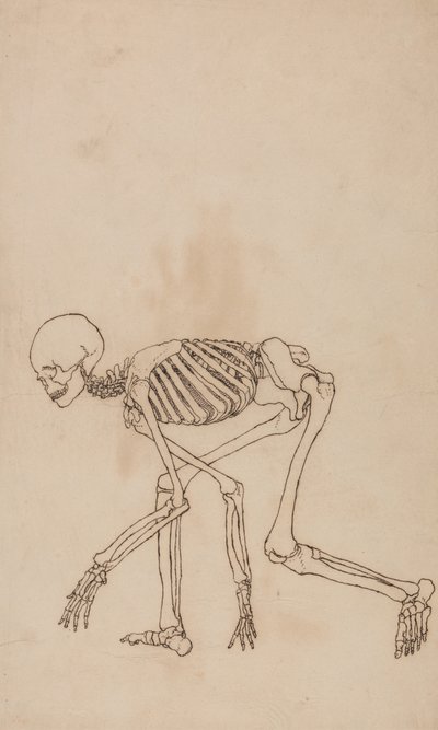 Studie van het Menselijk Lichaam, Laterale Weergave, uit Een Vergelijkende Anatomische Expositie van de Structuur van het Menselijk Lichaam met die van een Tijger en een Gewone Vogel, 1795-1806 door George Stubbs