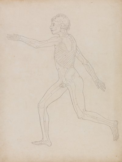 Studie van het Menselijk Lichaam, Laterale Weergave, uit A Comparative Anatomical Exposition of the Structure of the Human Body with that of a Tiger and a Common Fowl, 1795-1806 door George Stubbs