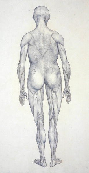 Studie van het menselijk lichaam, achteraanzicht, uit Een Vergelijkende Anatomische Expositie van de Structuur van het Menselijk Lichaam met die van een Tijger en een Gewone Vogel, c.1795-1806 door George Stubbs
