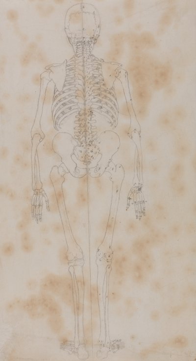 Studie van het menselijk lichaam, achteraanzicht, uit Een Vergelijkende Anatomische Expositie van de Structuur van het Menselijk Lichaam met die van een Tijger en een Gewone Vogel, c.1795-1806 door George Stubbs