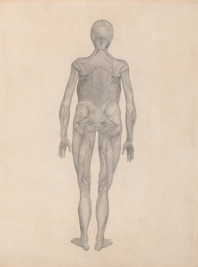Studie van het Menselijk Lichaam, Posterieure Weergave, met huid en onderliggende fasciale weefsels verwijderd, uit Een Vergelijkende Anatomische Expositie van de Structuur van het Menselijk Lichaam met die van een Tijger en een Gewone Vogel door George Stubbs