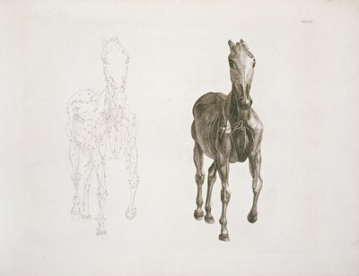 Tab. VIII, uit 