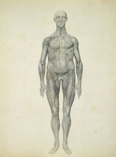 De Menselijke Figuur, vooraanzicht, uit de serie 