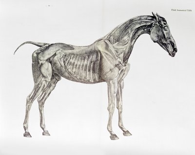 Derde Anatomische Tafel, uit 