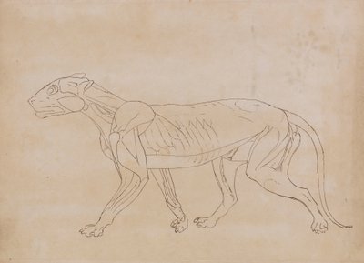 Tijgerlichaam, lateraal aanzicht door George Stubbs