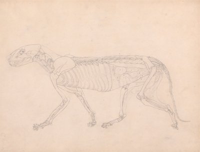 Tijgerlichaam, lateraal zicht door George Stubbs