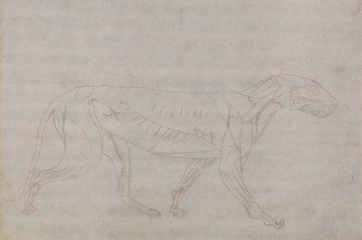 Tijgerlichaam, zijaanzicht door George Stubbs
