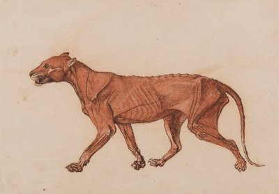 Tijgerlichaam, zijaanzicht door George Stubbs