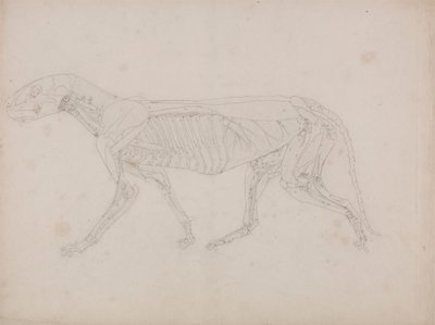 Tijgerlichaam, Zijaanzicht door George Stubbs