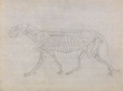 Tijgerlichaam, Zijaanzicht door George Stubbs