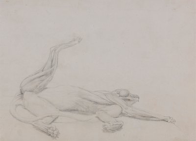 Tijgerlichaam, liggend, ventraal bekeken door George Stubbs