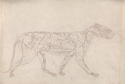 Tijger, zijaanzicht (omtrekstudie van de oppervlakkige bloedtoevoer, voorbereid voor de sleutel figuur bij Tabel IX) door George Stubbs