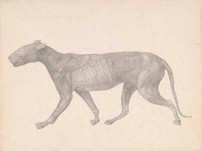Tijger, lateraal zicht, met huid en weefsel verwijderd (afgewerkte studie voor Tafel IX) door George Stubbs