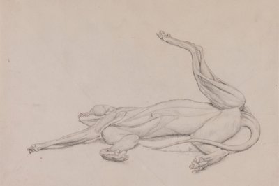 Tijger, liggend, ventraal bekeken door George Stubbs
