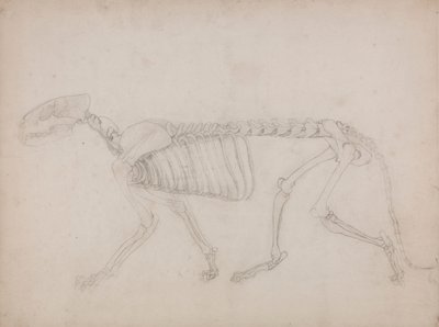 Tijgerskelet, lateraal zicht door George Stubbs