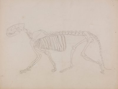 Tigerskelet, Lateraal Aanzicht door George Stubbs