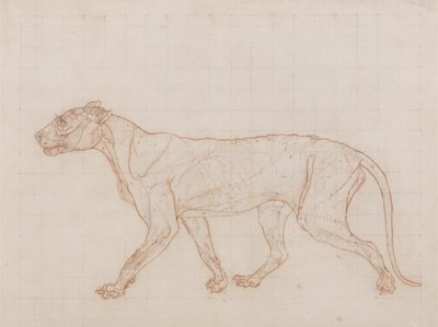 Tijger, zijaanzicht, huid verwijderd, illustratie uit 