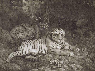 Twee tijgers, gegraveerd door de kunstenaar, uitgegeven 1788 door George Stubbs