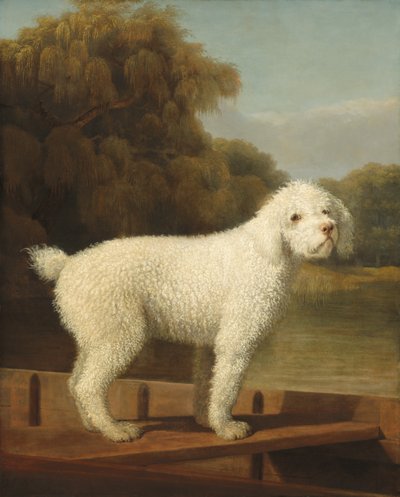 Witte poedel in een punter, c. 1780 door George Stubbs