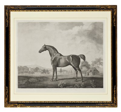 Sweetwilliam door George Townley Stubbs