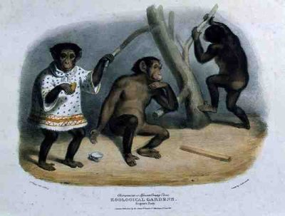 Chimpansee of Afrikaanse Orang-Oetan in de Zoological Gardens, Regent