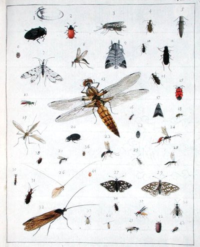 Verschillende insecten, plaat III uit 