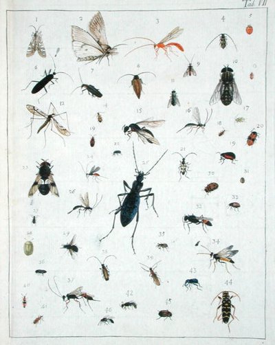 Verschillende insecten, plaat VII uit 