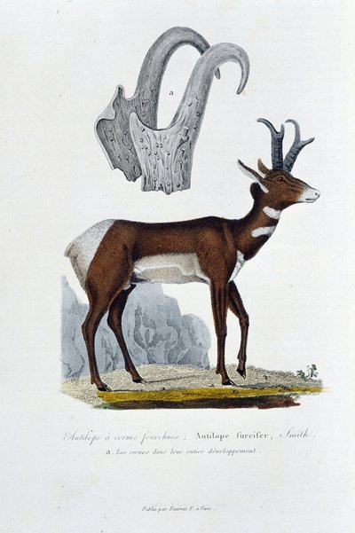 Natuurhistorische plaat: Zoölogische plaat die de Gevlekte Antilope voorstelt; Furcifer Antelope, Smith. a. De hoorns in hun volledige ontwikkeling - in Volledige Werken van Buffon door natuuronderzoeker Georges Louis Leclerc, Graaf van Buffon. Gravure uit door Georges Louis Leclerc