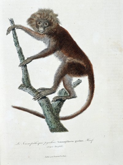 Natuurhistorische plaat: Zoölogische plaat die Semnopitheque pyrrhus afbeeldt; Semnopithecus pyrrhus (van Horsfield) - in 