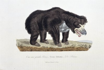 Natuurhistorische plaat: Zoölogische plaat die de Beer met Grote Lippen, Ursus labiatus, De Blainville afbeeldt - in 
