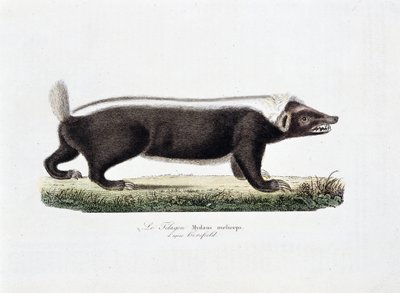 Natuurhistorische Plaat: Zoölogische plaat die Le Telagon, Mydaus meliceps volgens Hosfield afbeeldt - in "Volledige Werken van Buffon" door natuuronderzoeker Georges Louis Leclerc, Graaf van Buffon (1707 - 1788). Gravure uit 1837. door Georges Louis Leclerc
