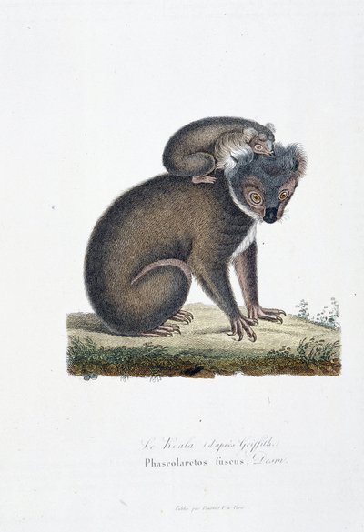 Natuurhistorische plaat: Zoölogische plaat die de koala afbeeldt (na Griffith), Phascolarctos Fuscus - in 