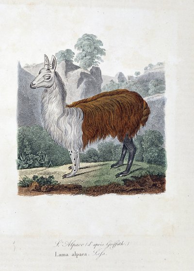 Natuurhistorische plaat: Zoölogische plaat die L