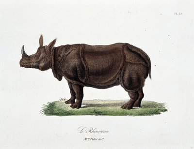 Natuurhistorische plaat: Zoölogische plaat die de Neushoorn afbeeldt - in 