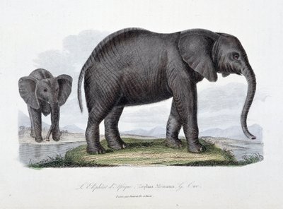 Natuurhistorische plaat: Zoölogische plaat die de Afrikaanse olifant afbeeldt; Elephas Africanus - in 