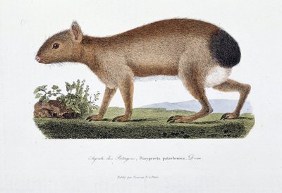 Natuurhistorische plaat: Zoölogisch bord dat de Agouti des Patagons, Dasyprocta patachonica voorstelt - in “Volledige Werken van Buffon” door natuuronderzoeker Georges Louis Leclerc, Graaf van Buffon (1707 - 1788). Gravure uit 1837 door Georges Louis Leclerc