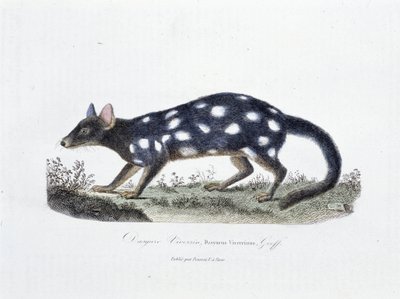 Natuurhistorische Plaat: Zoölogische plaat die de Dasyure Viverrin, Dasyurus Viverrinus afbeeldt - in "Volledige Werken van Buffon" door natuuronderzoeker Georges Louis Leclerc, Graaf van Buffon (1707 - 1788). Gravure uit 1837. door Georges Louis Leclerc