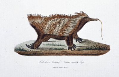 Natuurhistorische plaat: Zoölogische plaat die de Echidne Australis afbeeldt (Echidna Australis) - in 