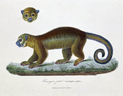 Natuurhistorische plaat: Zoologische plaat met de Kincajou Potot, Cercoleptes potos - in 