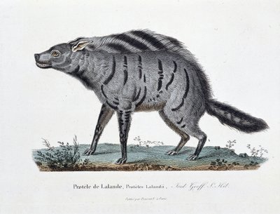 Natuurhistorische plaat: Zoölogische plaat die de Protele de Lalande afbeeldt, Proteles Lalandii - in 