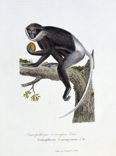 Natuurhistorische plaat: Zoölogische plaat die de Witte Rump Semnopitheque afbeeldt, Semnopithecus Leucoprymnus, Otto - in 