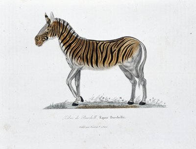 Natuurhistorische plaat: Zoölogisch bord dat de Zebra van Burchell, Equus Burchellii voorstelt - in “Volledige Werken van Buffon” door natuuronderzoeker Georges Louis Leclerc, Graaf van Buffon (1707 - 1788). Gravure uit 1837 door Georges Louis Leclerc