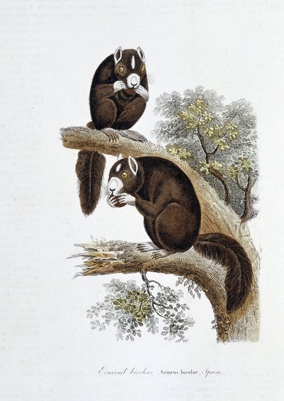 Natuurhistorische plaat: Zoölogisch bord dat de tweekleurige eekhoorn (Sciurus bicolor) voorstelt - in “Werken van Buffon” door natuuronderzoeker Georges Louis Leclerc, Graaf van Buffon (1707 - 1788). Gravure uit 1837 door Georges Louis Leclerc