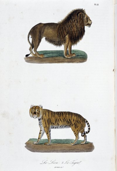 Natuurhistorische Plaat: Zoologische plaat met de leeuw en de tijger - in 