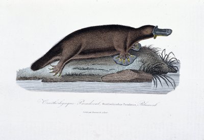 Natuurhistorische plaat: Zoölogische plaat die de ornithorync Paradoxal (Ornithorhynchus Paradoxux) voorstelt, Blumenb - in Werken van Buffon door natuuronderzoeker Georges Louis Leclerc, Graaf van Buffon. Gravure uit 1837. door Georges Louis Leclerc