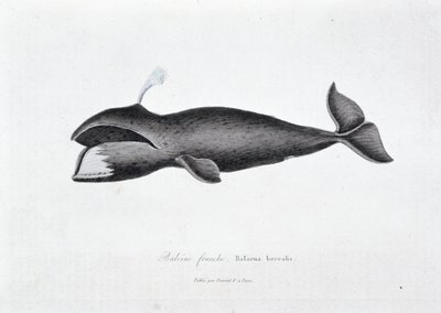 Natuurhistorische plaat: Zoölogisch bord dat de gewone vinvis, Balaena borealis voorstelt - in “Werken van Buffon” door natuuronderzoeker Georges Louis Leclerc, Graaf van Buffon (1707 - 1788). Gravure uit 1837 door Georges Louis Leclerc