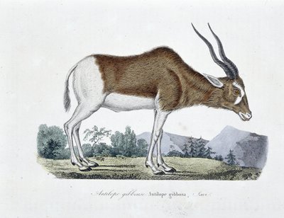 Natuurhistorische Plaat: Zoölogische kaart die de Gibbous Antelope, Gibbosa Antelope, Savi afbeeldt - in "Volledige Werken van Buffon" door natuuronderzoeker Georges Louis Leclerc, Graaf van Buffon (1707 - 1788). Gravure uit 1837. door Georges Louis Leclerc