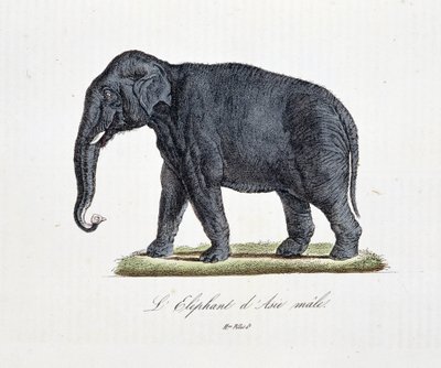Natuurhistorische plaat: Zoölogische kaart die de Aziatische olifant mannetje afbeeldt - in 