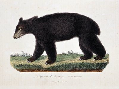 Natuurhistorische plaat: Zoölogische kaart die De Zwarte Beer van Amerika (Ursus americanus) voorstelt - in Werken van Buffon door natuuronderzoeker Georges Louis Leclerc, Graaf van Buffon. Gravure uit 1837. door Georges Louis Leclerc