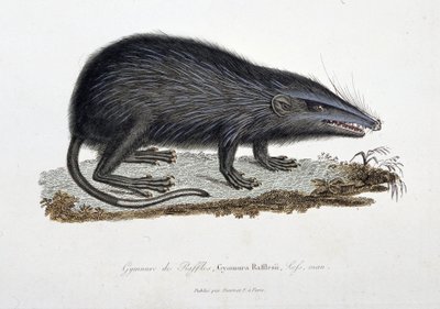 Natuurhistorische plaat: Zoölogische kaart die de Gymnure van Raffles afbeeldt, Gymnura Rafflesii, Lefs, man - in 